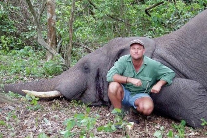 Caçador morre após ser esmagado por elefante no Zimbábue | Exame