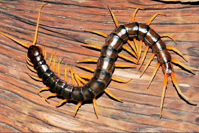 Scolopendra cataracta