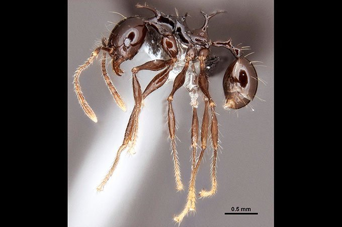 PHEIDOLE DROGON