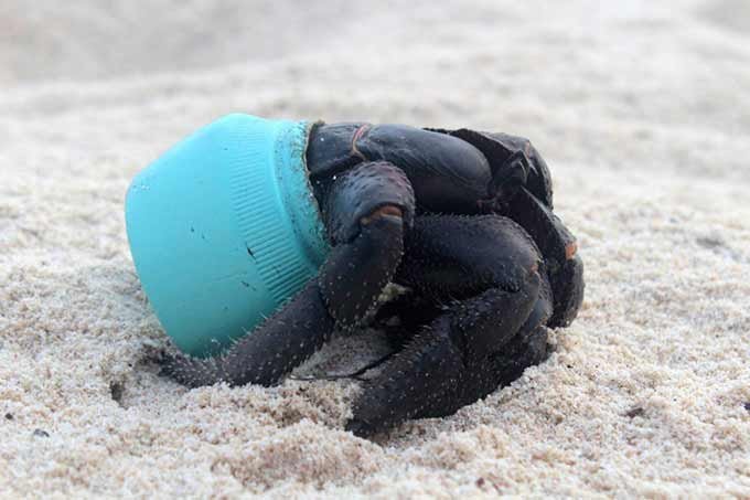 Um caranguejo que agora faz sua casa com detritos de plásticos.