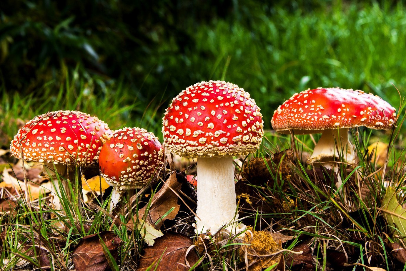 Cogumelos alucinógenos são a droga mais segura, diz estudo | Exame