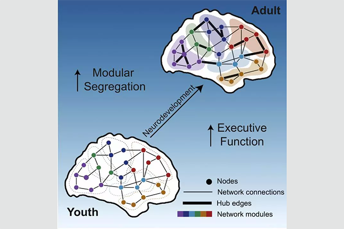 modular-brain-