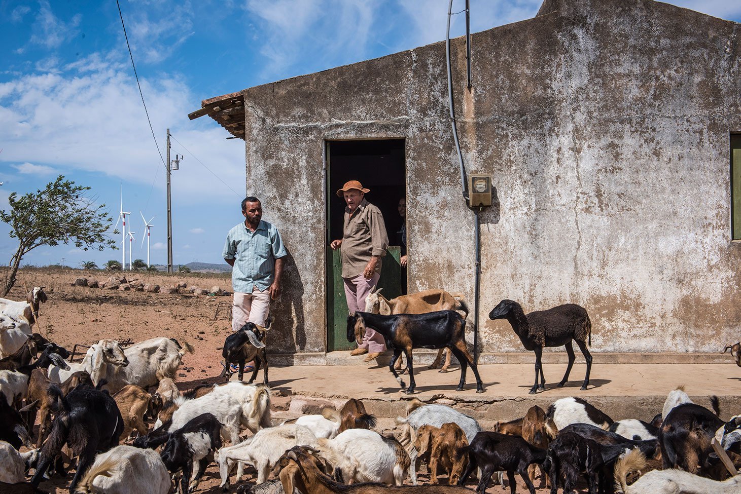 Manoel de Menezes, morador de Tacaratu, Pernambuco; o agricultor, que está há cinco anos sem conseguir plantar nem colher, recebe 6 000 reais para manter 4 turbinas eólicas em sua propriedade