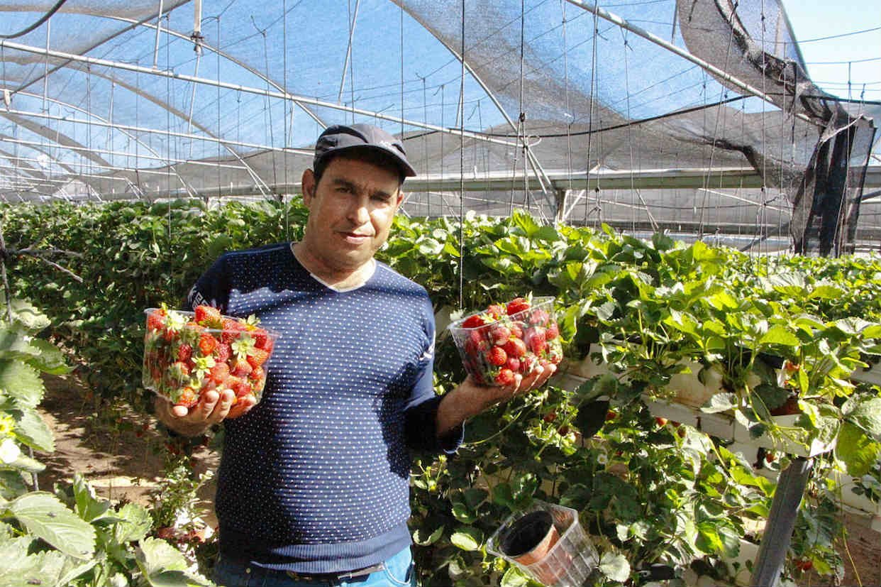 AGRICULTURA PARA EXPORTAÇÃO: Akram Abu Khusa, dono de fazenda de morangos