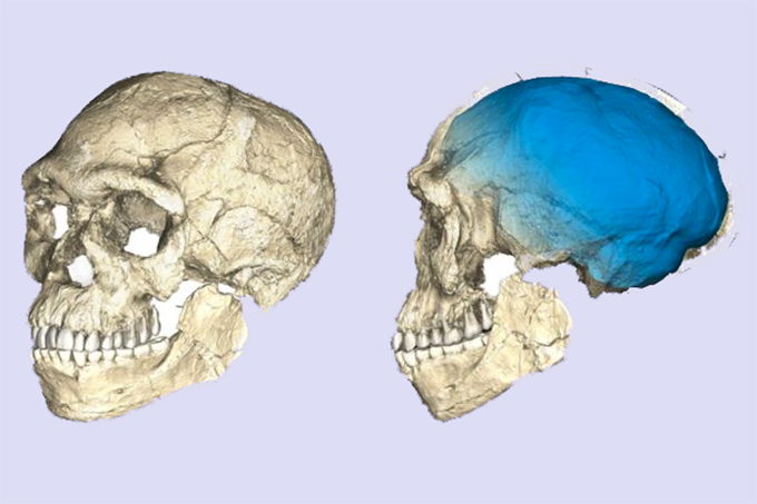 Homo-Sapiens