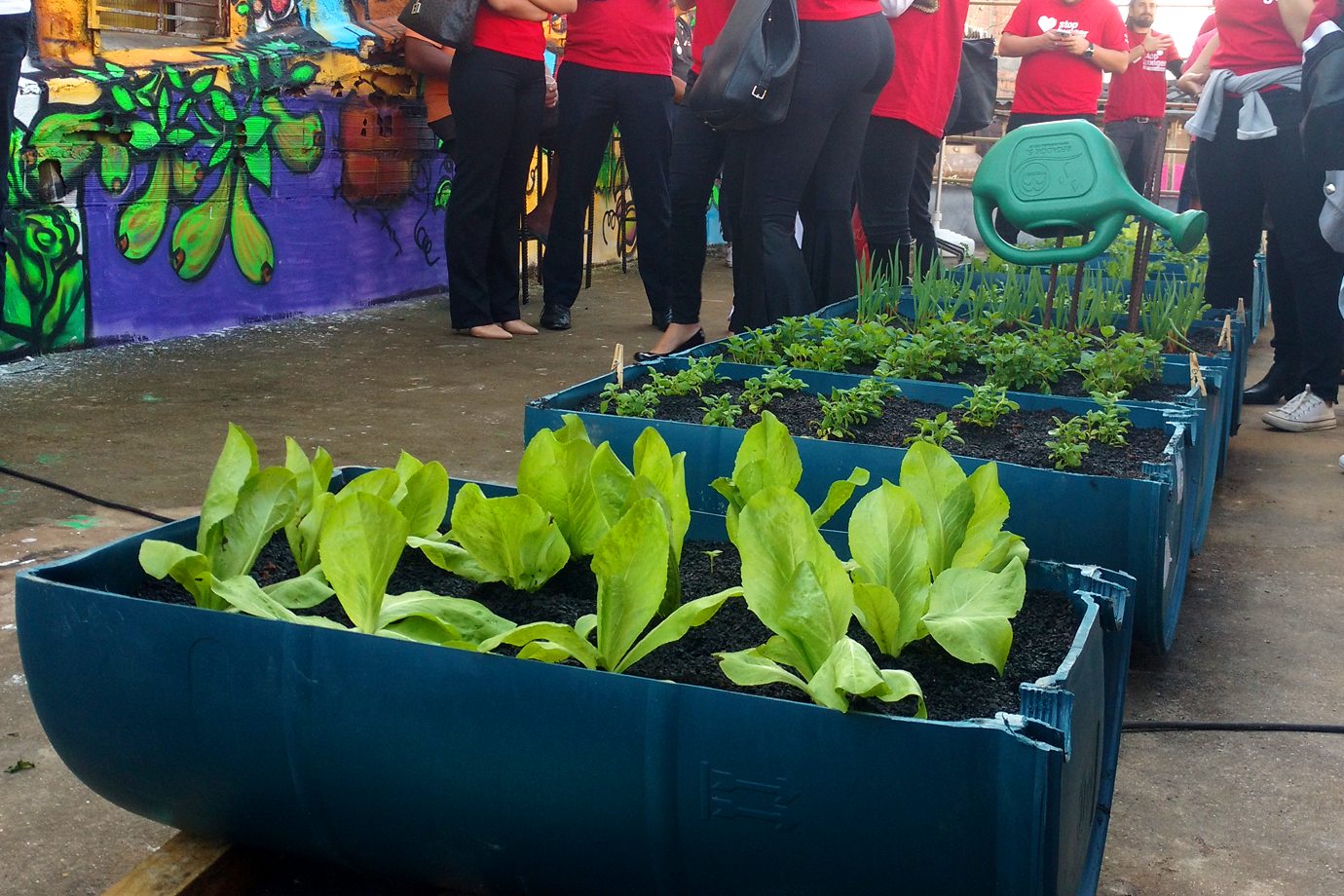 Projeto Horta na Laje em Paraisópolis