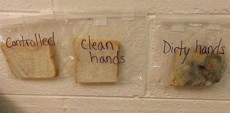 Imagem compartilhada por professora mostrando como germes se espalham em fatias de pãos. O experimento foi realizado em uma escola dos Estados Unidos e compartilhado no Facebook