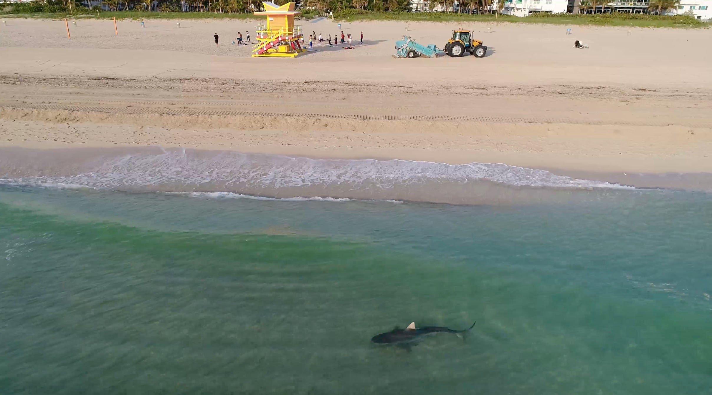 Homem caminha próximo a a tubarão no mar de South Beach, em Miami