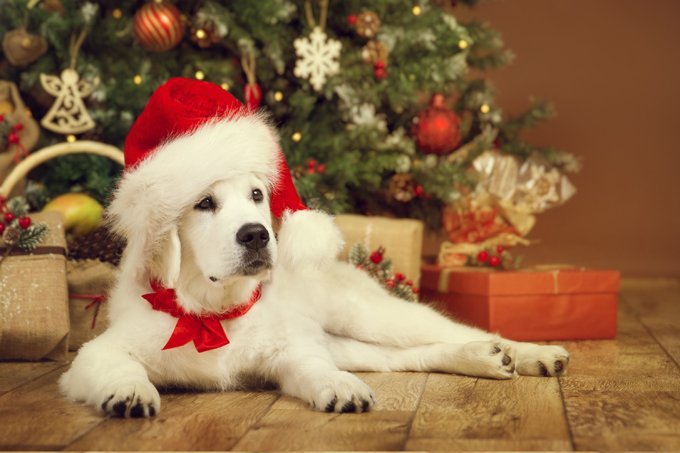 Chocolate em abundância no Natal é risco para cães | Exame