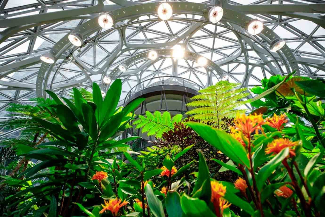 Plantas da Ásia e da África preenchem novo escritório da Amazon em Seattle, EUA. foto de 29.01.2018