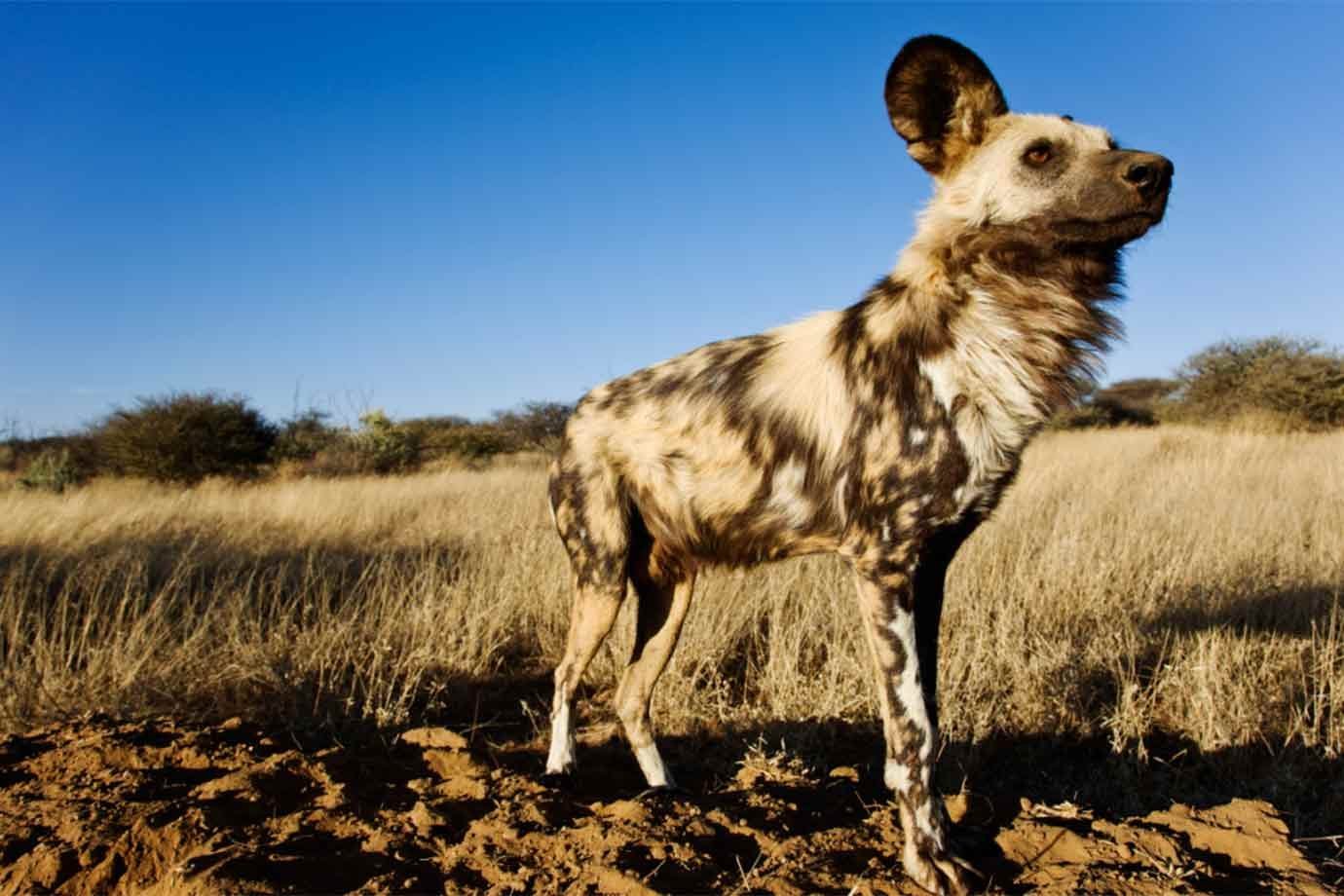 Cachorros-selvagens africanos. 