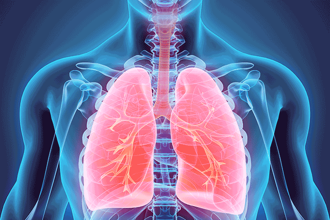 Corpo-humano-pulmoes