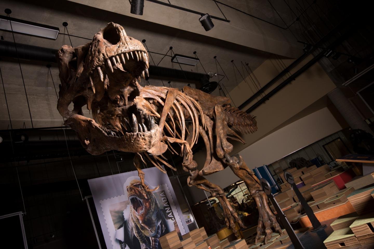 Fossil de Maior Tiranossauro Rex, no Canadá, 1991