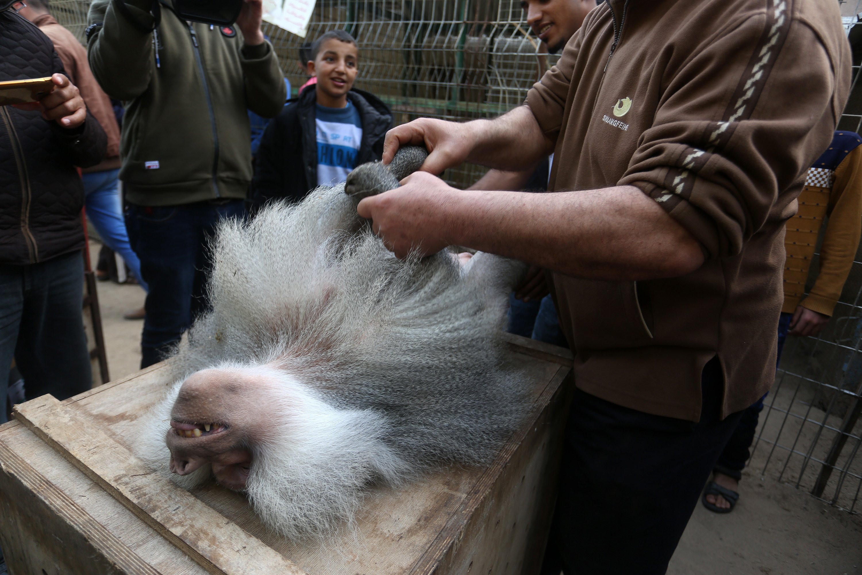 Um macaco sedado está em uma jaula no zoológico de Rafah, ao sul da Faixa de Gaza, durante evacuação do local feita por ONG chamada Four Paws.
