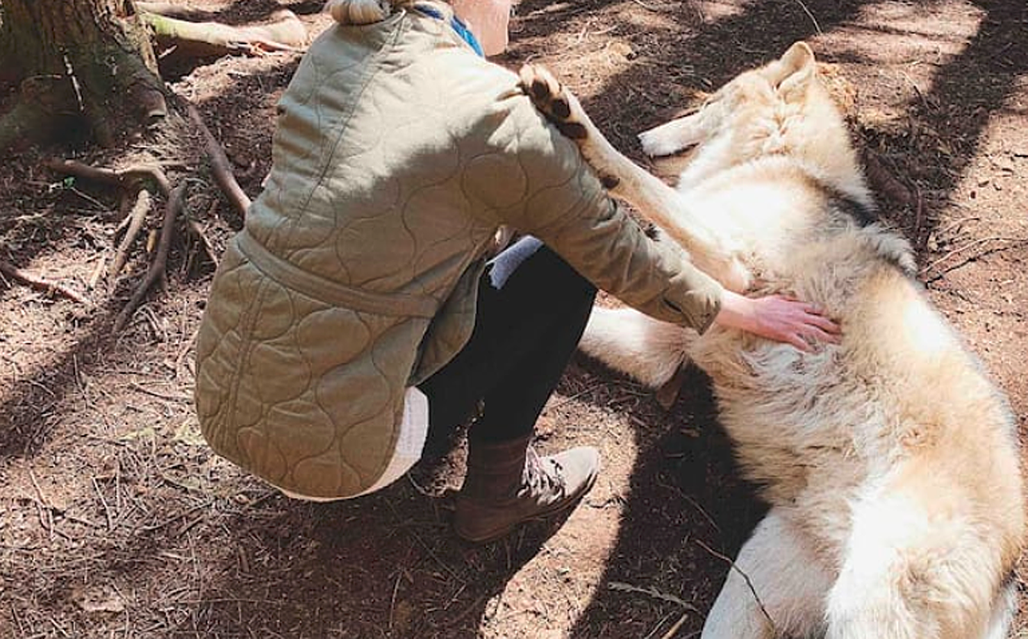 Encontro com lobos, experiência oferecida no Airbnb