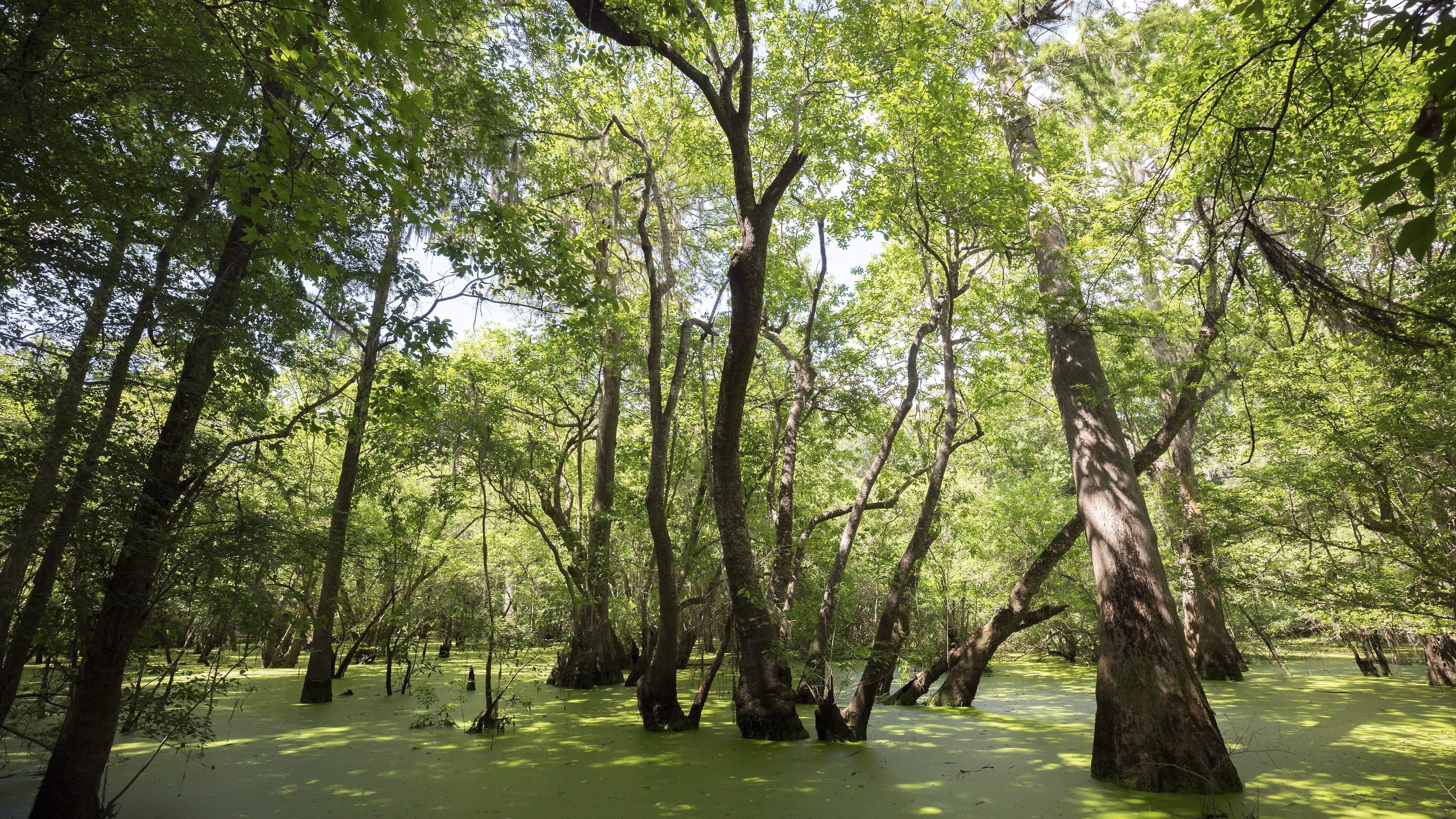 Árvores de tupelo, em um pântano da Georgia