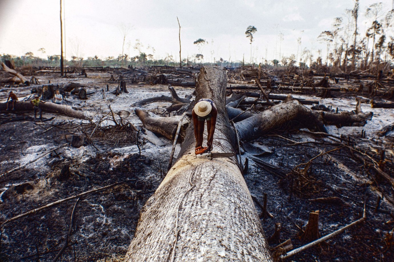 Desmatamento; Queimadas; Incêndio florestal; Amazônia