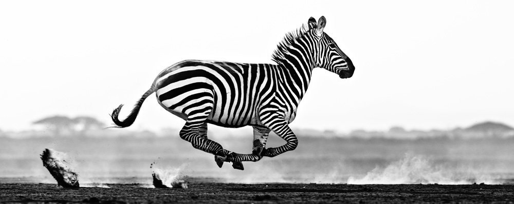 Zebra fotografada por David Yarrow
