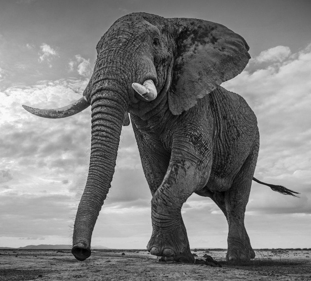 Elefante africano fotografado por David Yarrow