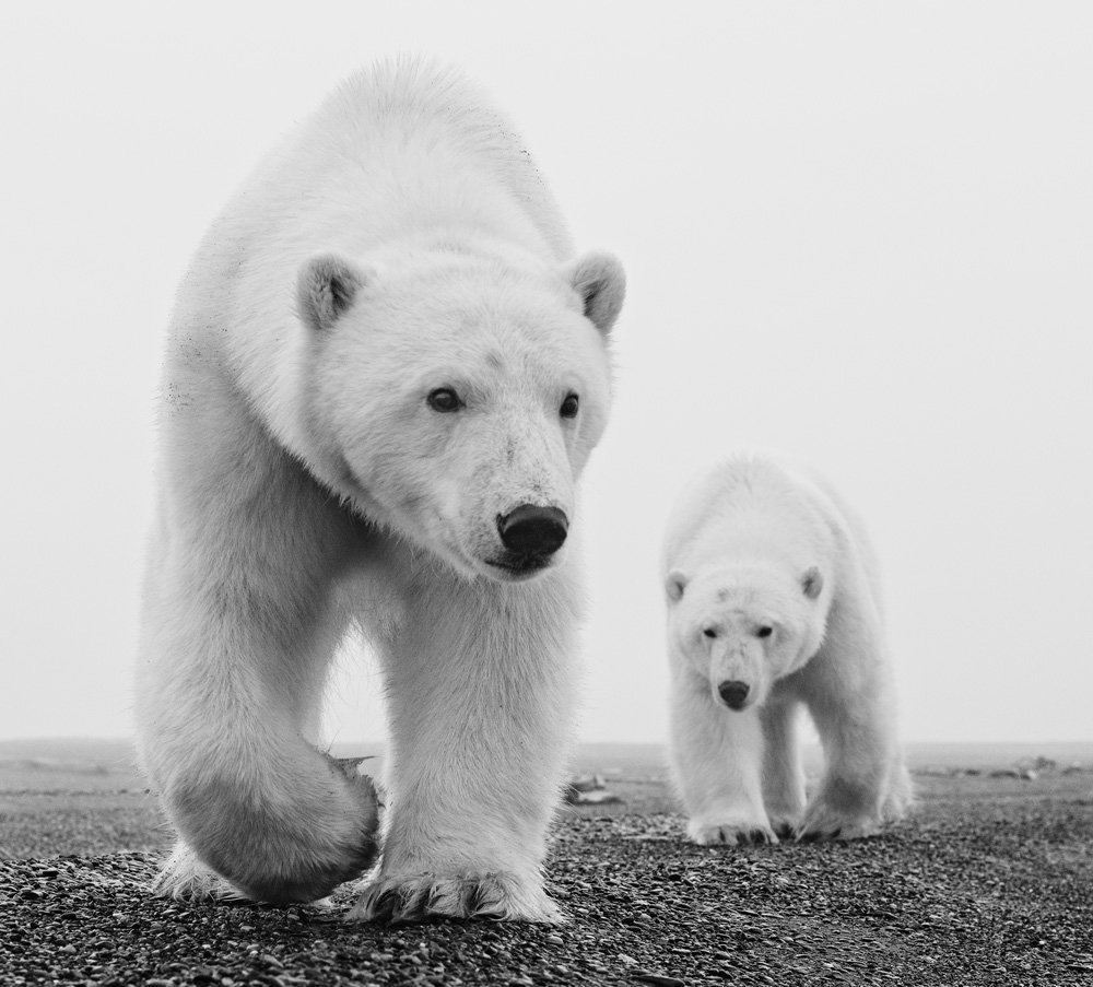Ursos polares fotografados por David Yarrow