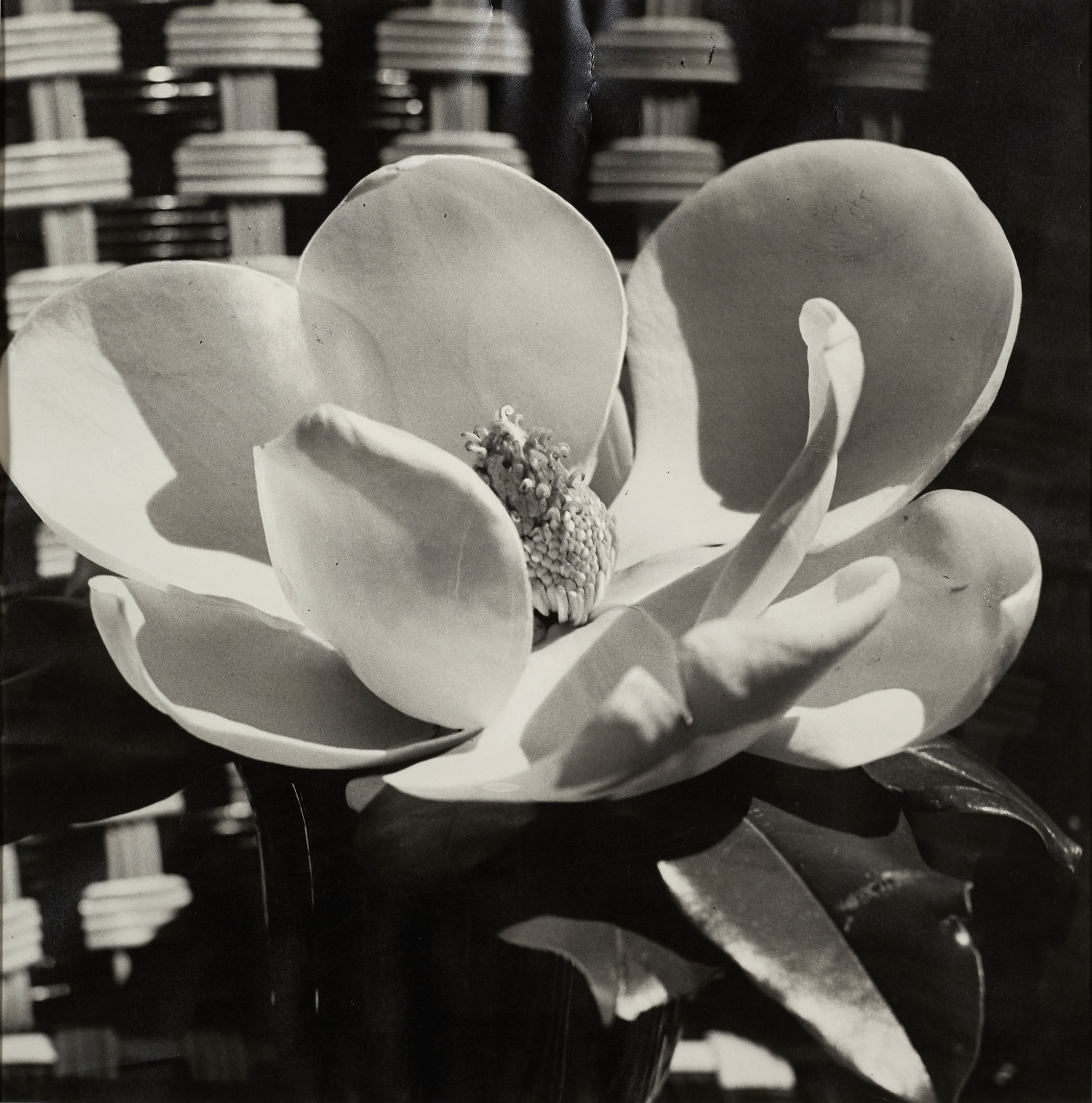 Magnólia, fotografia de 1926. Impressão em gelatina e prata dos anos 1960