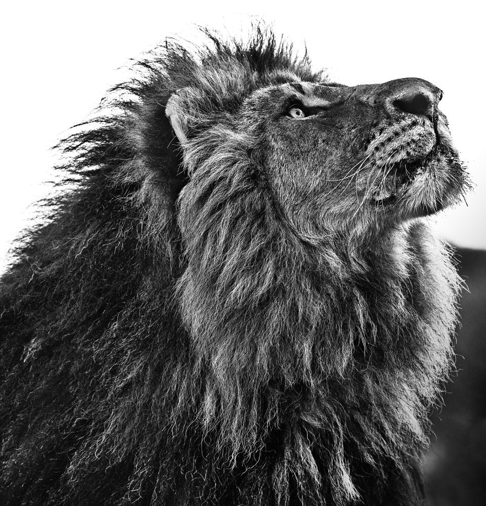 Leão africano, em imagem de David Yarrow