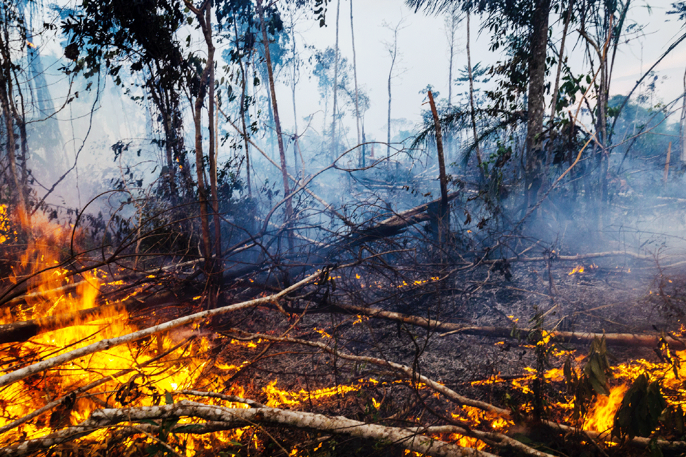 Amazônia tem menor número de queimadas em outubro desde 1998, diz ...