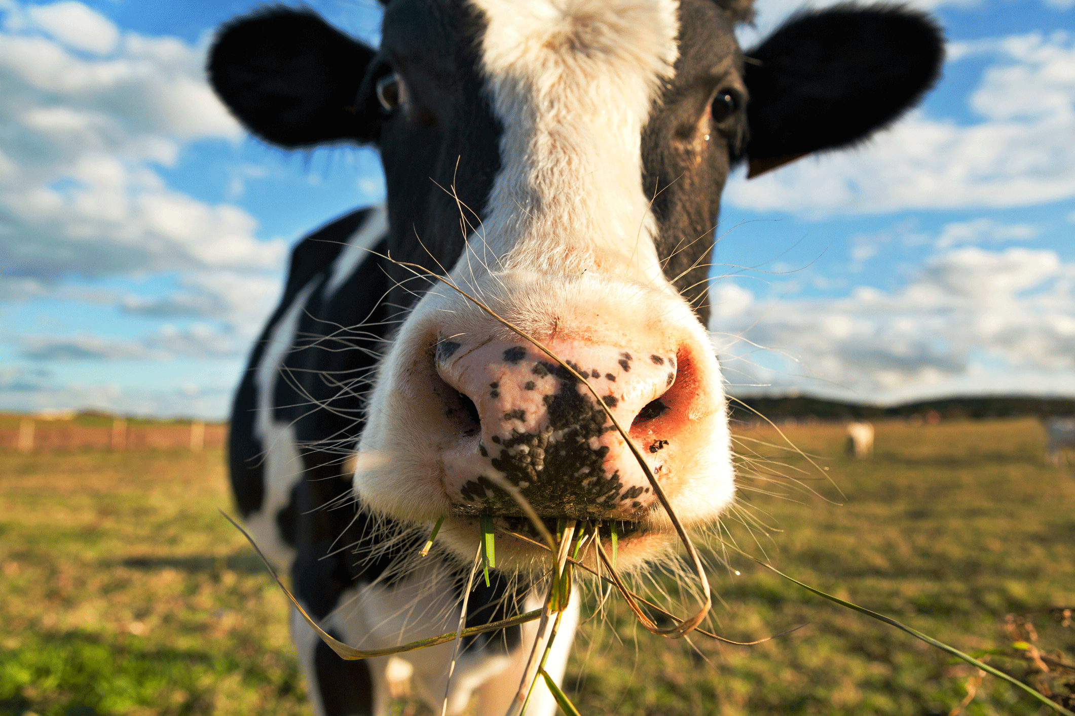 Fazenda experimenta vacas com baixa emissão de carbono em prol do planeta |  Exame