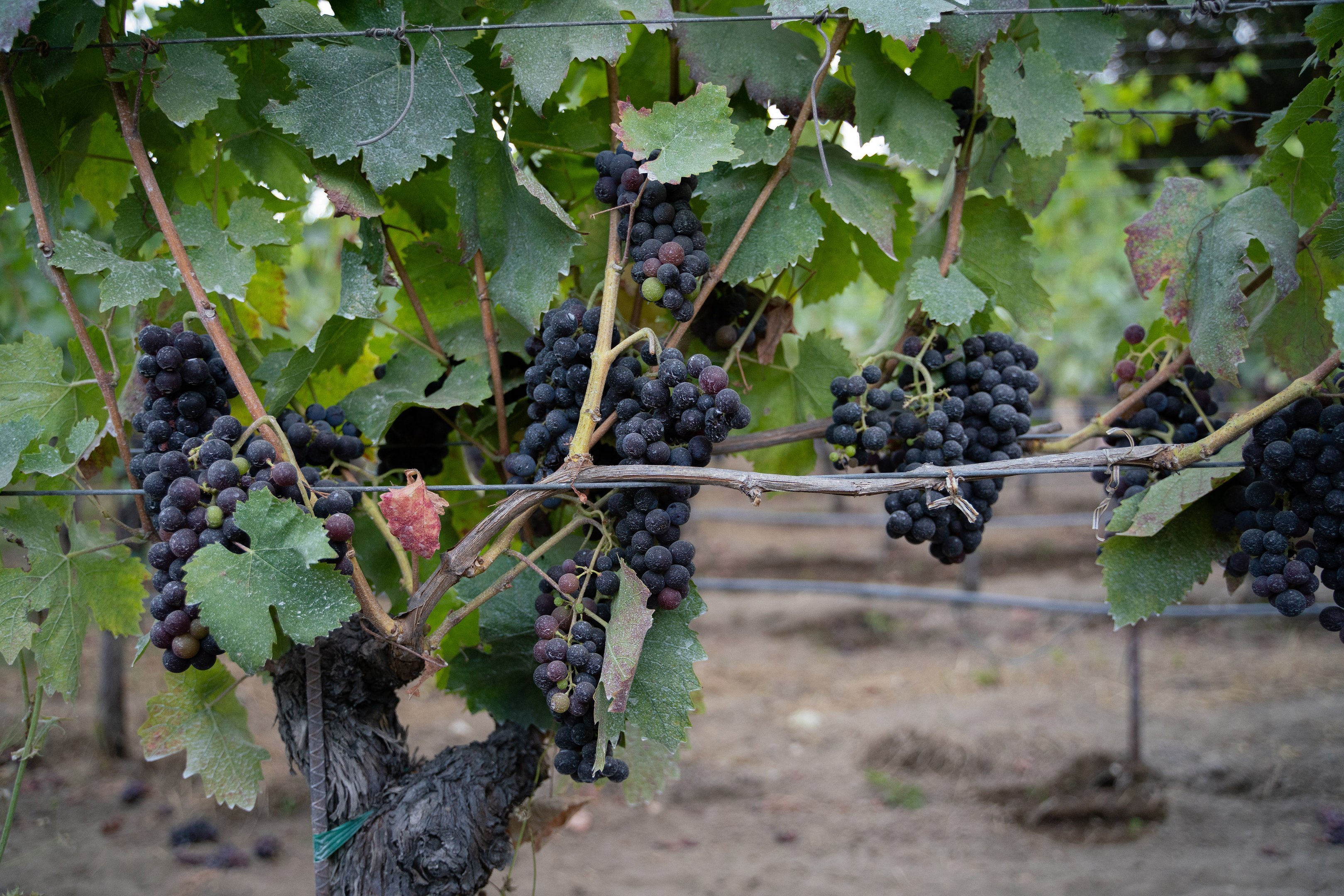 Uvas cultivadas no vinhedo Heitz Cellar