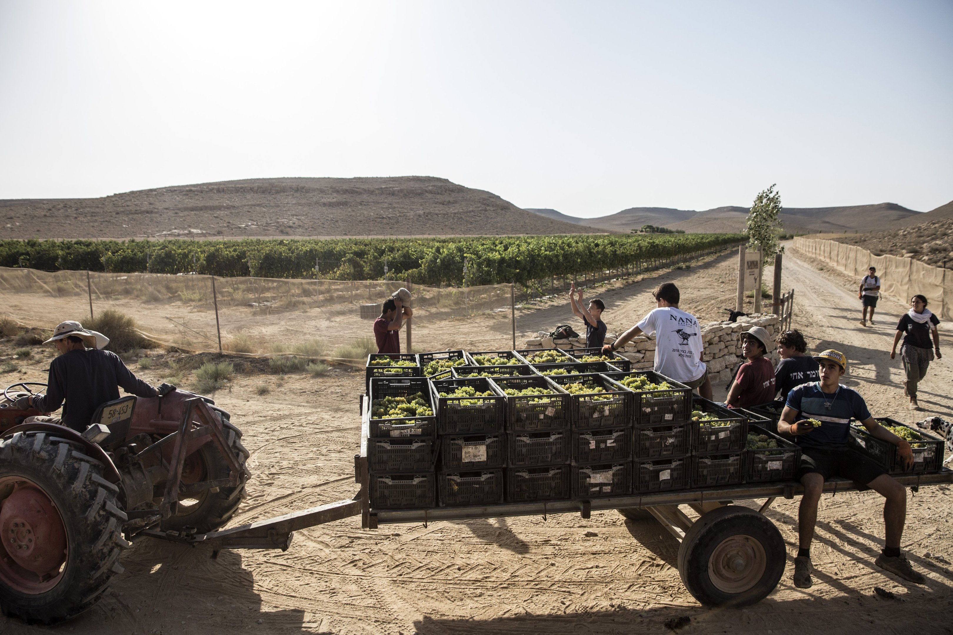 Vinícola Nana Estate, no deserto de Negev, em Israel