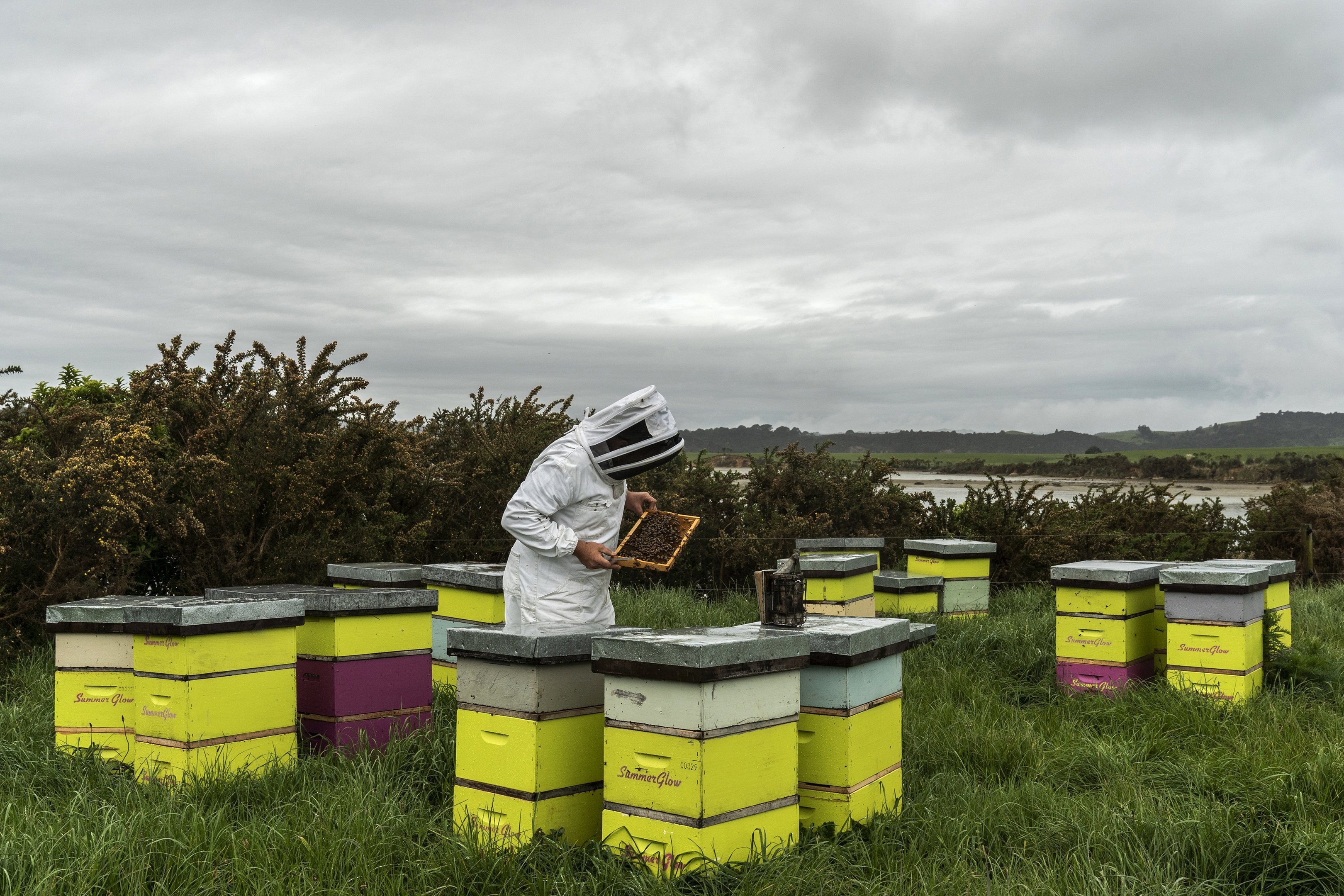 Apiário Summerglow, que produz mel manuka, em Hamilton, Nova Zelândia