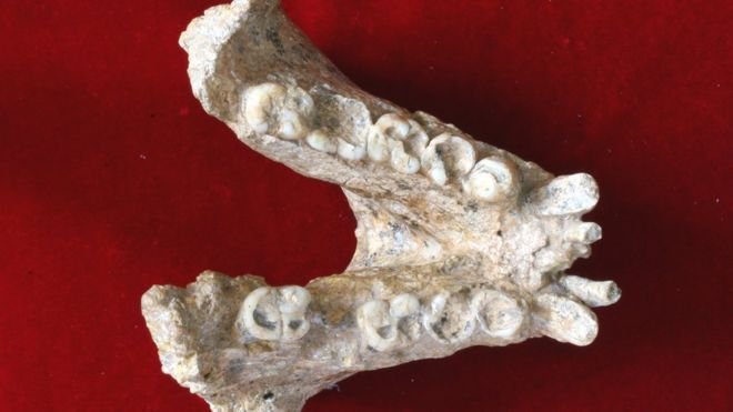 Dente de macaco Gigantopithecus