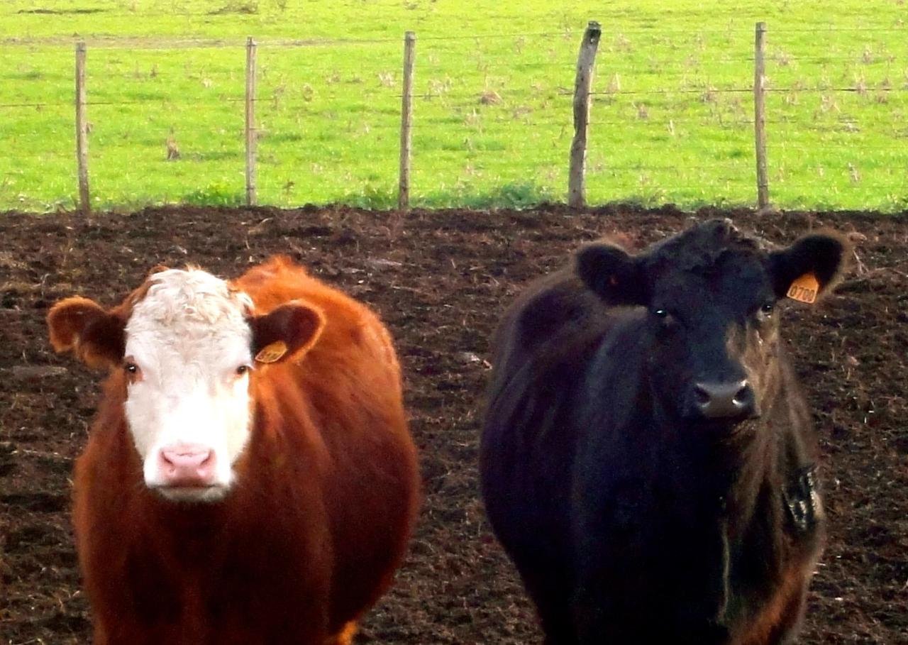 Vacas: raças dos animais muda tipo de carne para consumo