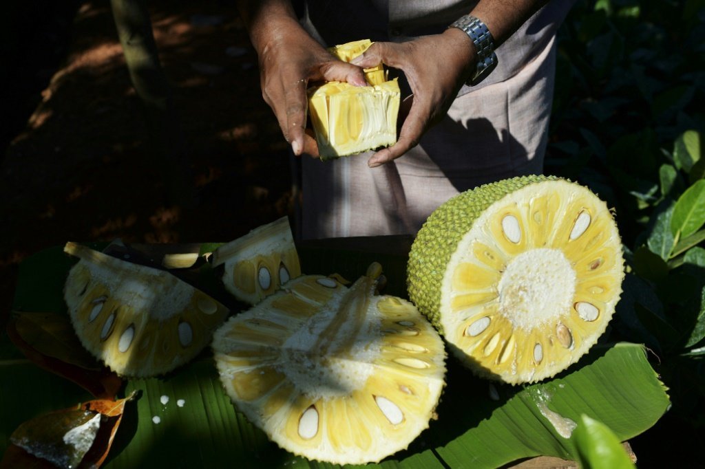 Originária da Índia, a jaca ganha o mundo como supercomida vegana