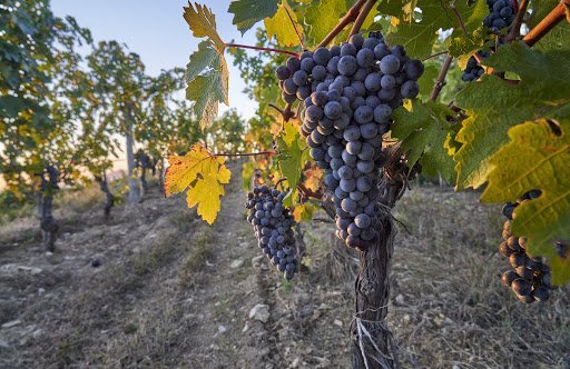 Domaine de Long Dai, vinícola chinesa: local de produção de grandes vinhos