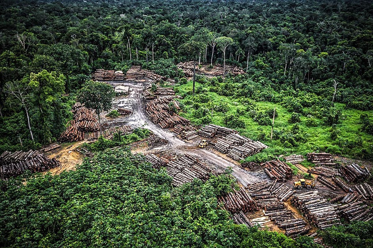 Desmatamento em unidades de conservao cresce 40% em 12 meses