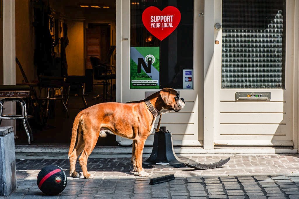 Com programa nacional, este país foi o 1º a não ter mais cachorros na rua