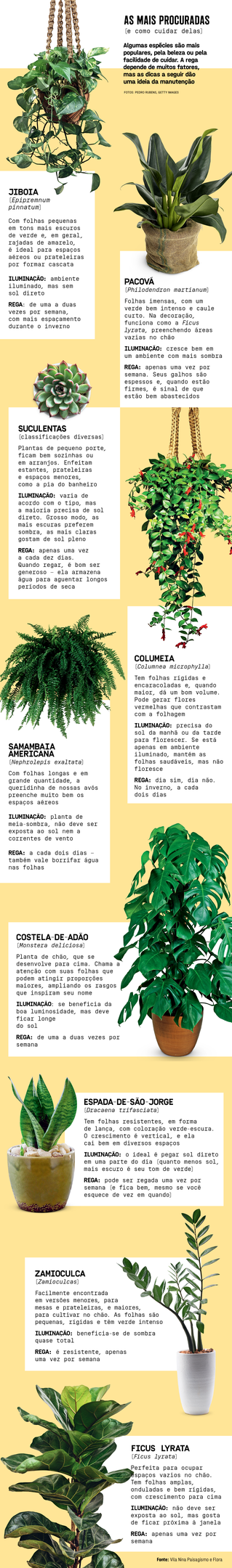 As plantas mais usadas na decoração