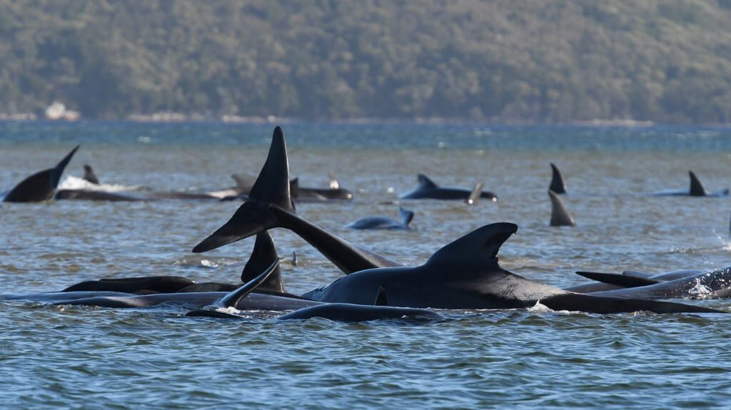 Voluntários tentam salvar centenas de baleias encalhadas na Austrália