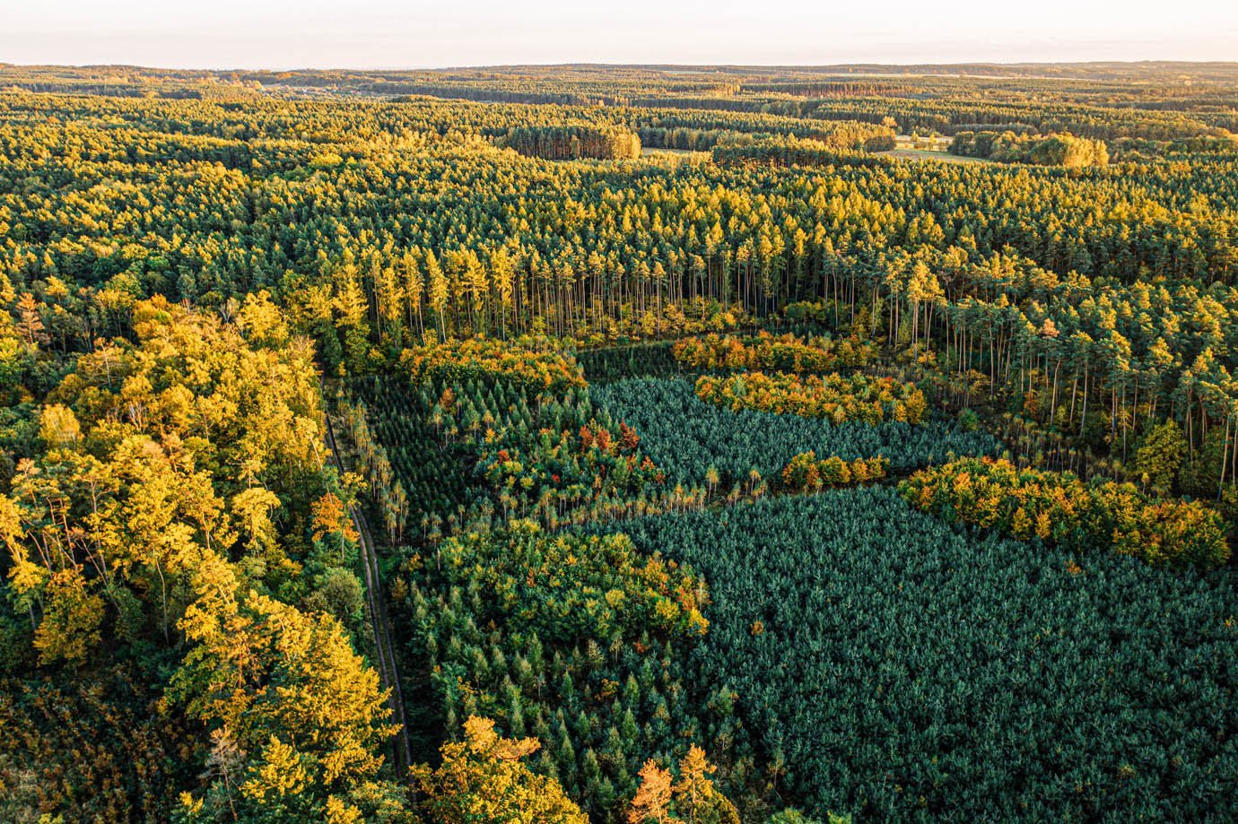 Floresta - sustentabilidade