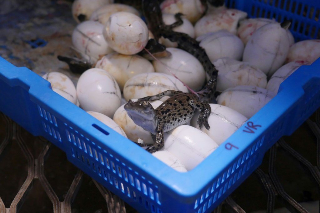 Cerca de 4.000 ovos de crocodilo são coletados por ano em Coolibah. Foto de 22 de fevereiro de 2021