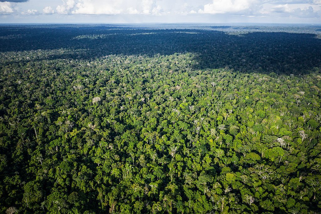 Amazônia: dono da maior biodiversidade do planeta, o Brasil só tem a ganhar com a sustentabilidade