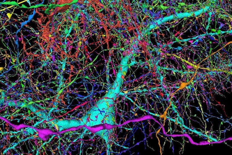Renderização de neurônio humano e fibras nervosas