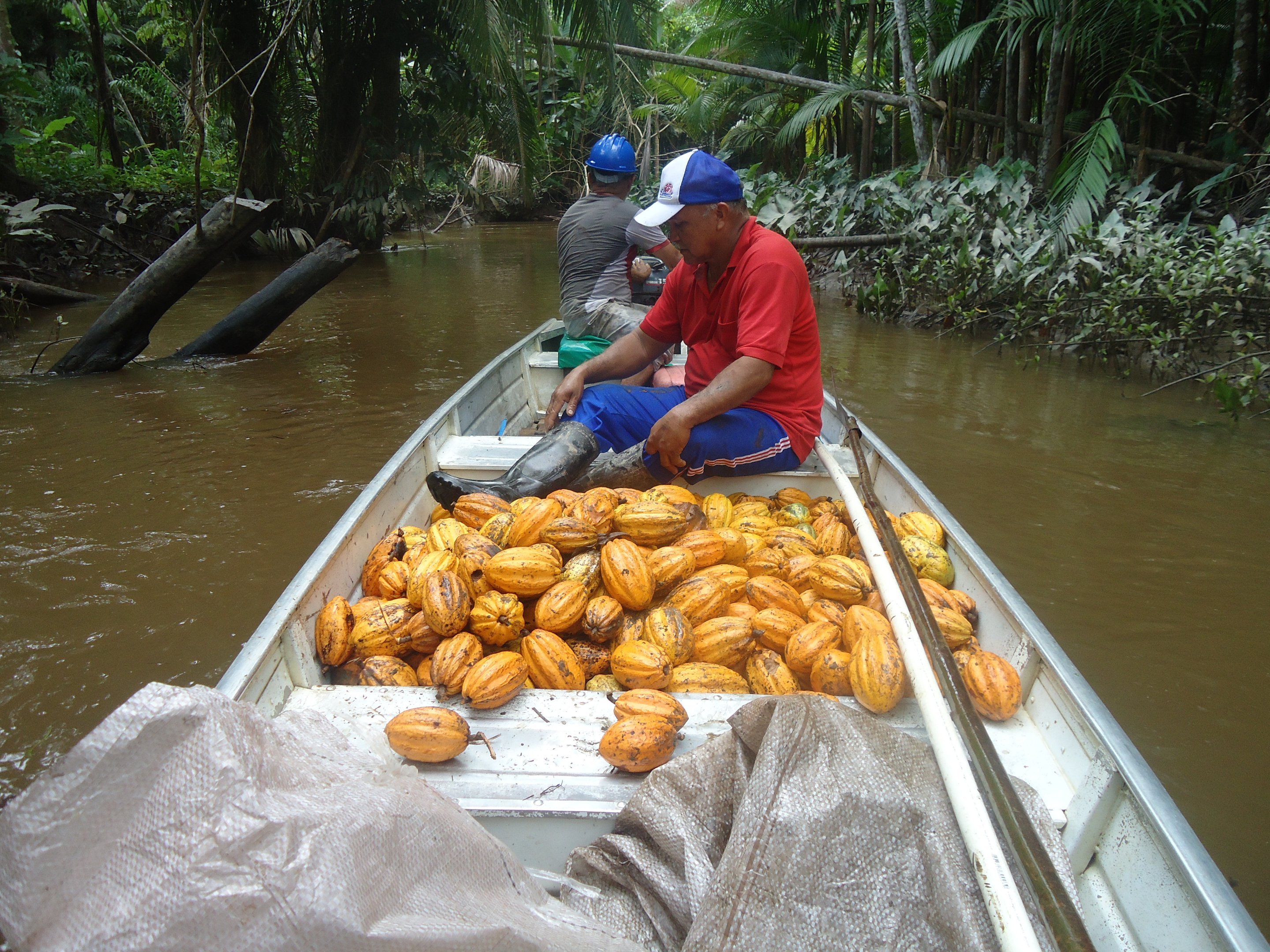 Colección Cocoa