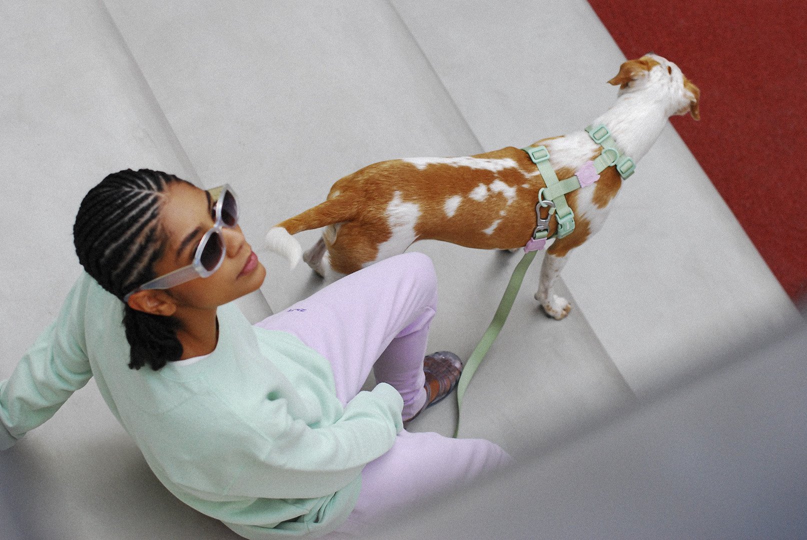 Melissa se une à Zee.Dog para primeira coleção pet da marca – [Blog GigaOutlet]