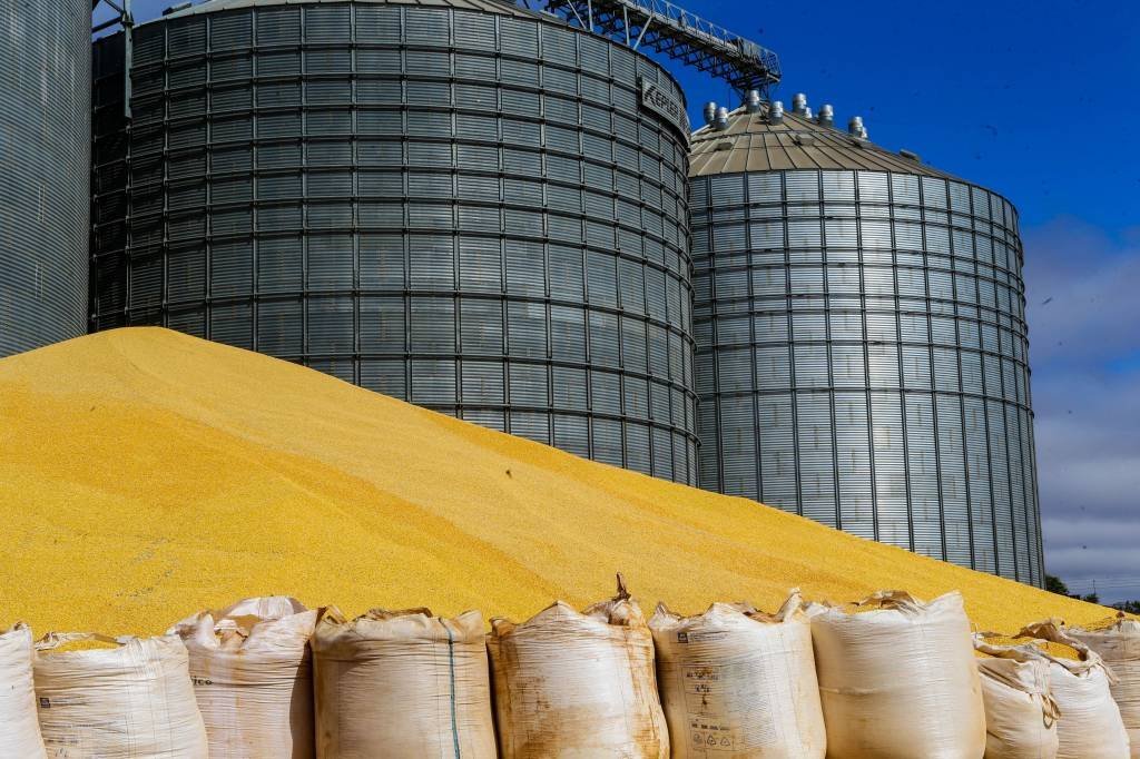 Milho excedente é colocado ao ar livre devido à falta de espaço nos silos em Lucas do Rio Verde, no norte do estado do Mato Grosso | Foto: Gabriela Biló/Estadão Conteúdo